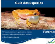 Perereca