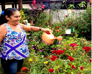 Feira de troca de plantas embeleza os quintais das casas de Jacy-Paraná