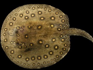 Curso ajuda a identificar peixes do rio Madeira