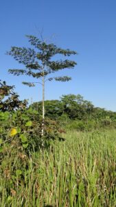 Preservando o verde da Amazônia