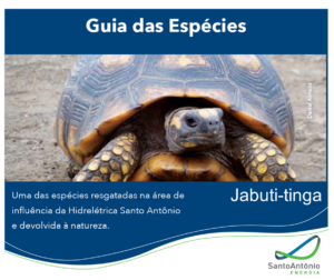 Guia das Espécies - Jabuti-tinga