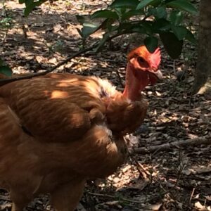 Obras da agroindústria de processamento de aves estão adiantadas