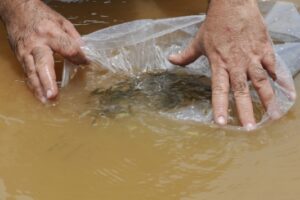 Laboratório de reprodução de peixes tem resultado inédito no País na reprodução da piramutaba