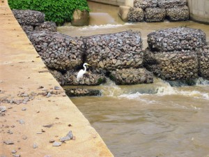 Sistema inovador da Hidrelétrica Santo Antônio garante subida dos peixes no rio Madeira