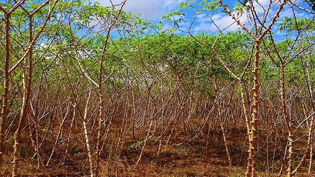 Plantação de mandioca no Riacho Azul